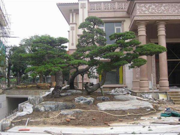 造型黑松