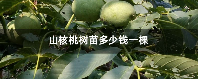 山核桃树苗多少钱一棵