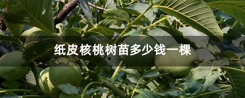 纸皮核桃树苗多少钱一棵 纸皮核桃树苗多少钱一棵
