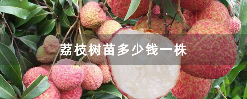 荔枝树苗多少钱一株