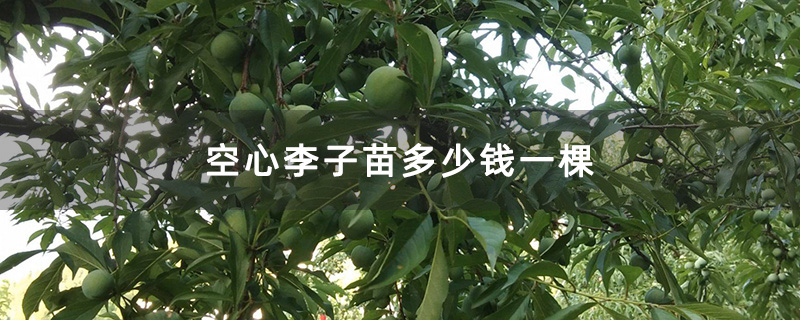空心李子苗多少钱一棵
