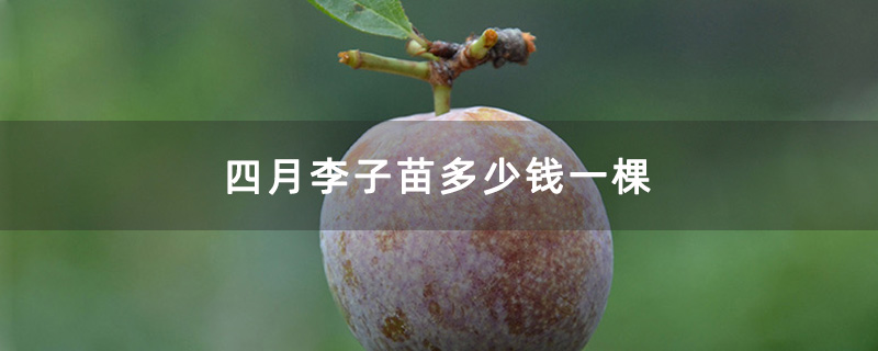 四月李子苗多少钱一棵