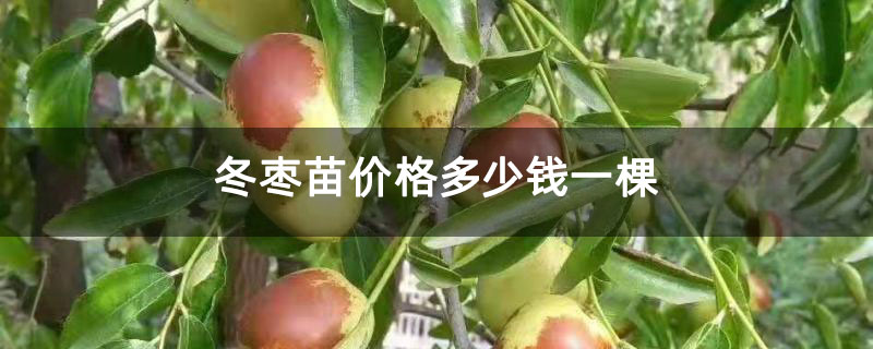 冬枣苗价格多少钱一棵
