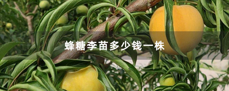 蜂糖李苗多少钱一株