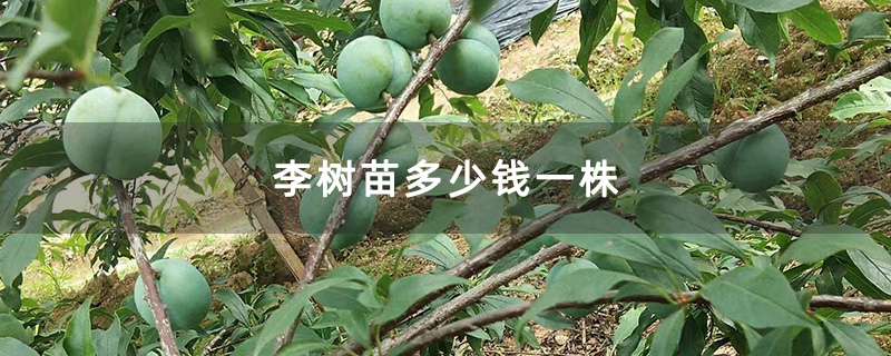 李树苗多少钱一株