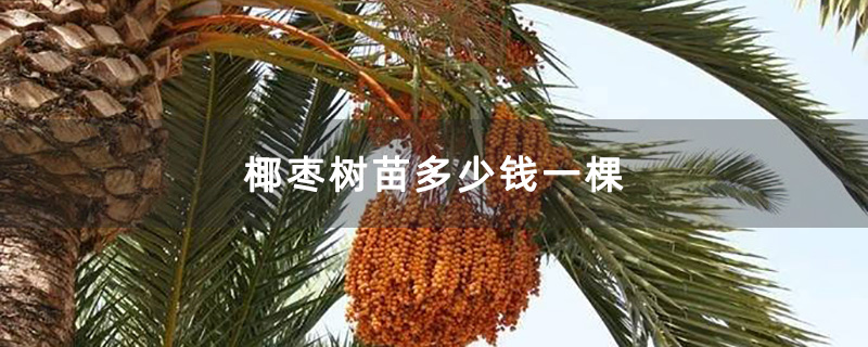 椰枣树苗多少钱一棵