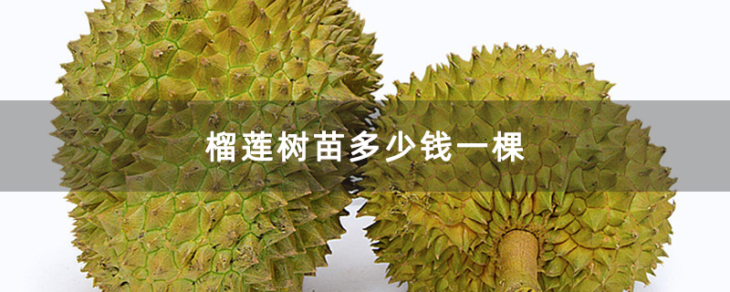 榴莲树苗多少钱一棵