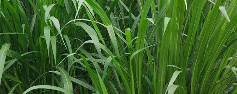 四季型牧草有哪些品种