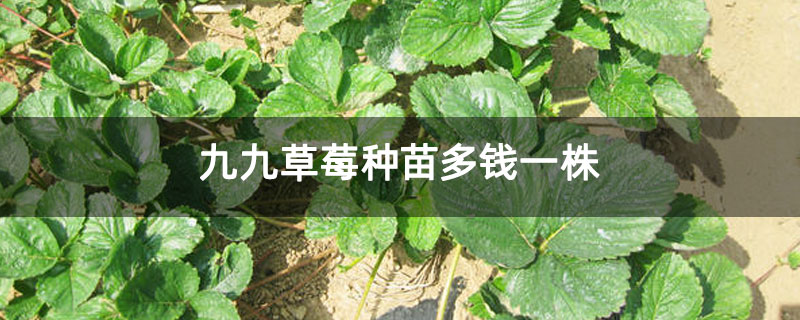 九九草莓种苗多钱一株
