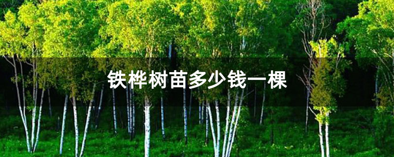 铁桦树苗多少钱一棵