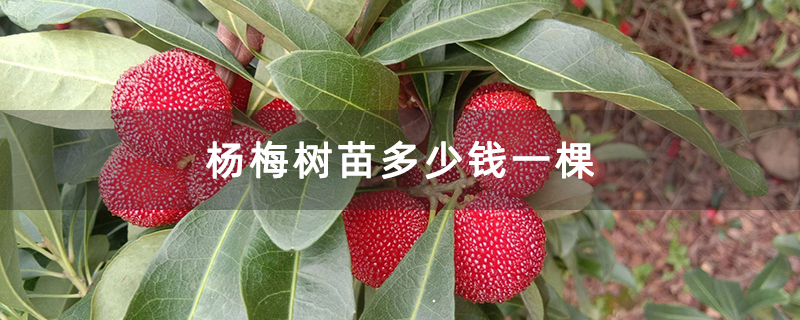 杨梅树苗多少钱一棵