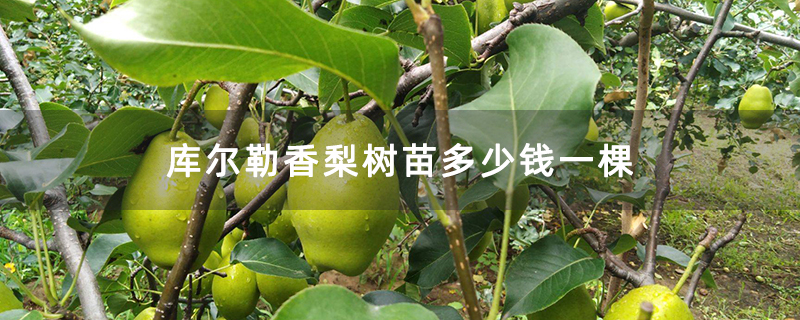 库尔勒香梨树苗多少钱一棵