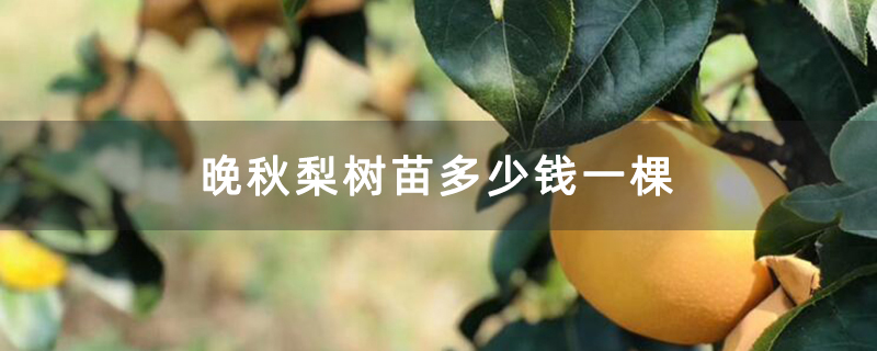 晚秋梨树苗多少钱一棵