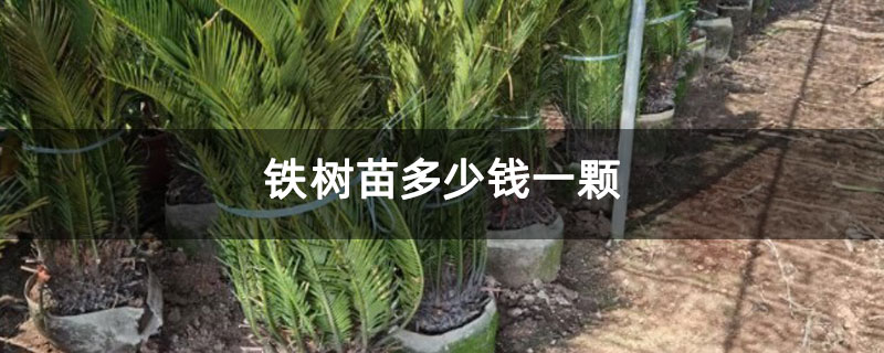 铁树苗多少钱一颗 铁树苗多少钱一颗