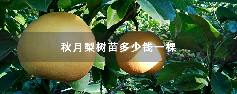 秋月梨树苗多少钱一棵