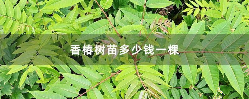香椿树苗多少钱一棵