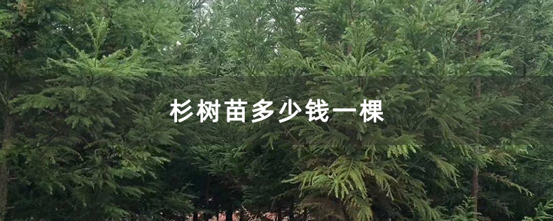 杉树苗多少钱一棵