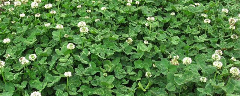 一年四季不枯萎高产牧草