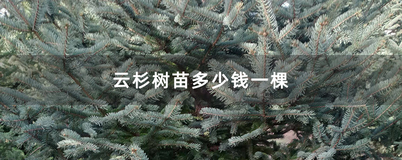 云杉树苗多少钱一棵