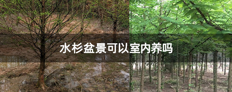 水杉盆景可以室内养吗