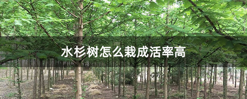 水杉树怎么栽成活率高