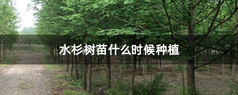 水杉树苗什么时候种植