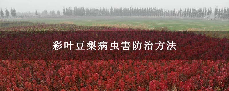 彩叶豆梨病虫害防治方法