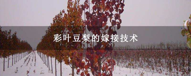彩叶豆梨的嫁接技术