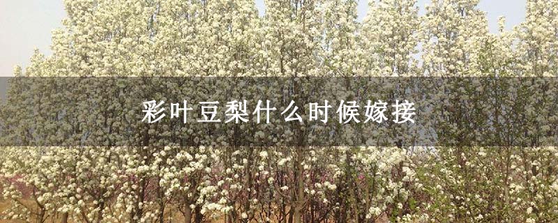 彩叶豆梨什么时候嫁接