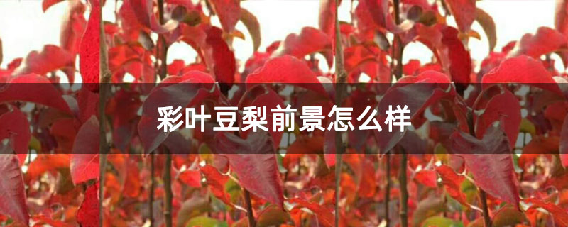 彩叶豆梨前景怎么样