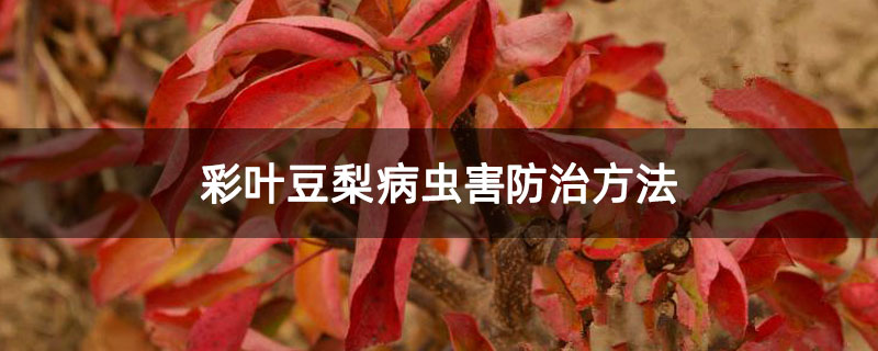 彩叶豆梨病虫害防治方法