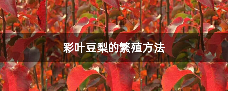 彩叶豆梨的繁殖方法