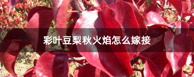 彩叶豆梨秋火焰怎么嫁接