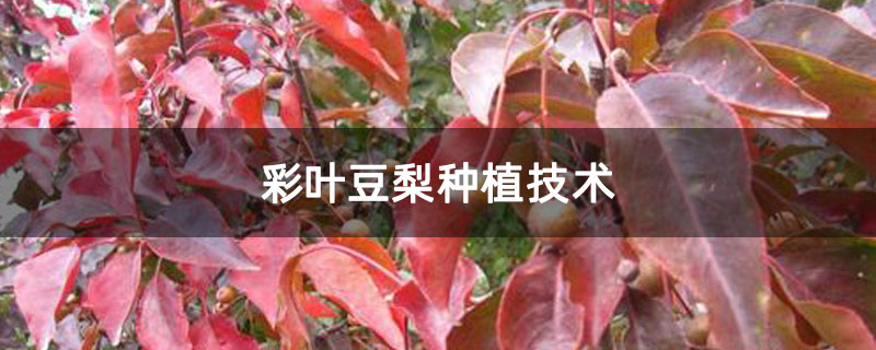 彩叶豆梨种植技术