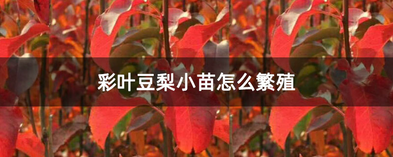 彩叶豆梨小苗怎么繁殖