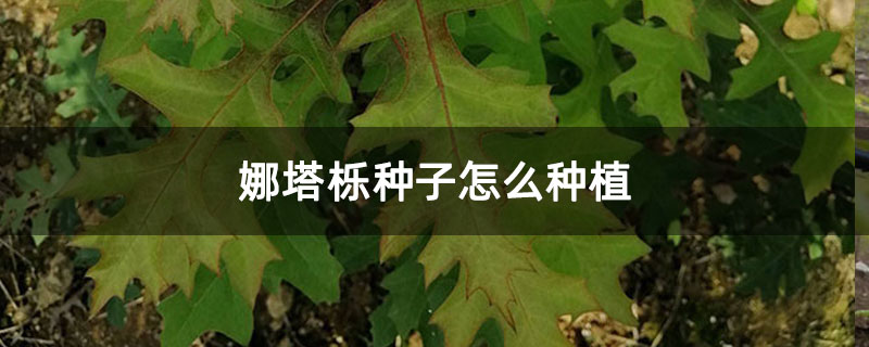 娜塔栎种子怎么种植