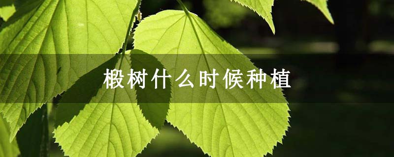 椴树什么时候种植