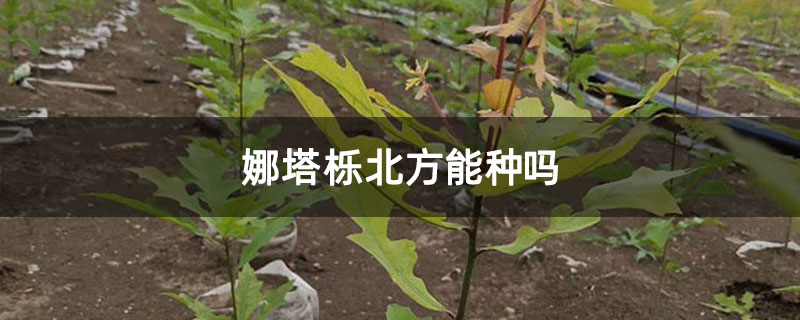 娜塔栎北方能种吗