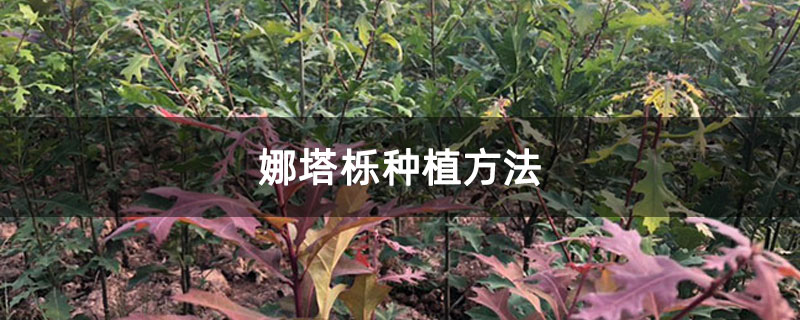 娜塔栎种植方法
