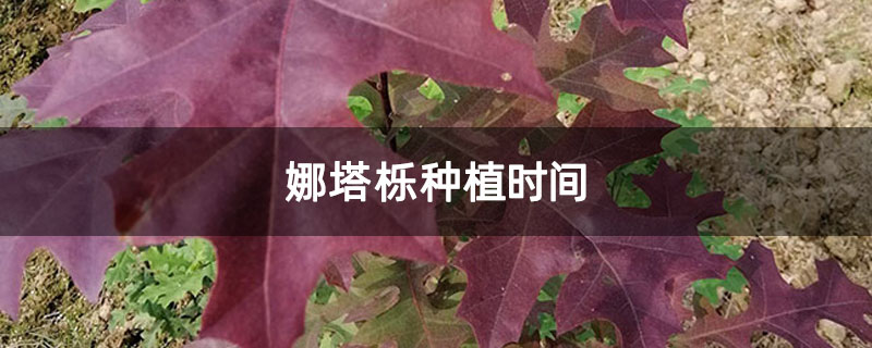娜塔栎种植时间