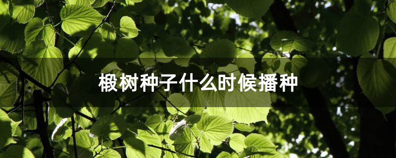 椴树种子什么时候播种