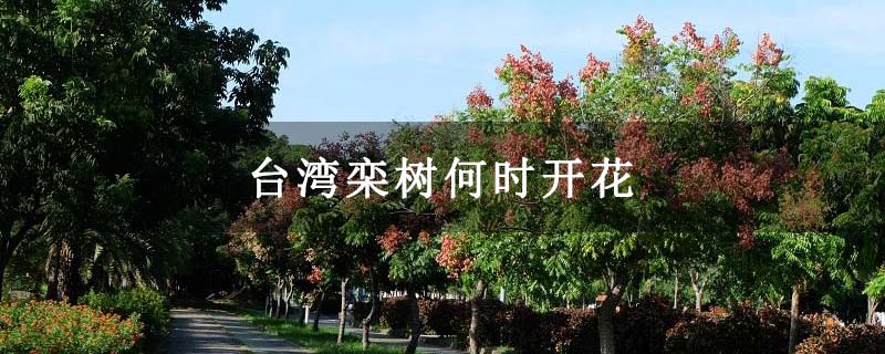 台湾栾树何时开花