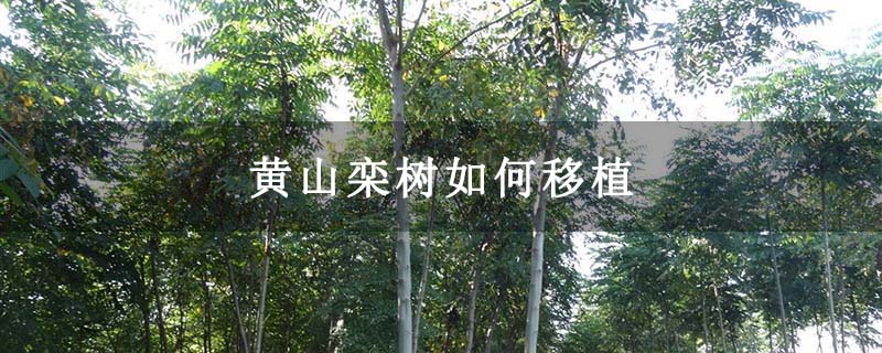 黄山栾树如何移植