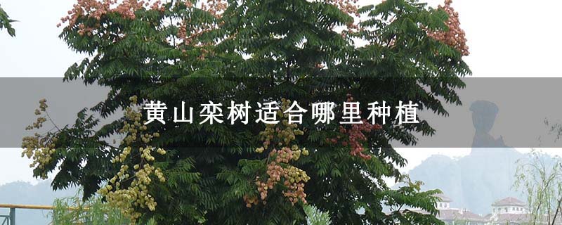 黄山栾树适合哪里种植