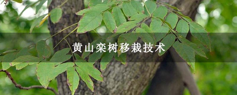 黄山栾树移栽技术