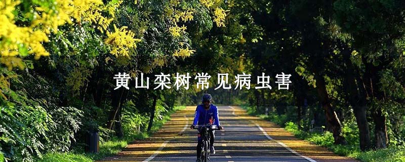黄山栾树常见病虫害