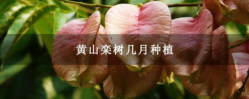 黄山栾树几月种植