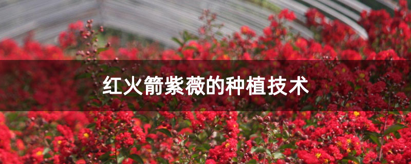 红火箭紫薇的种植技术