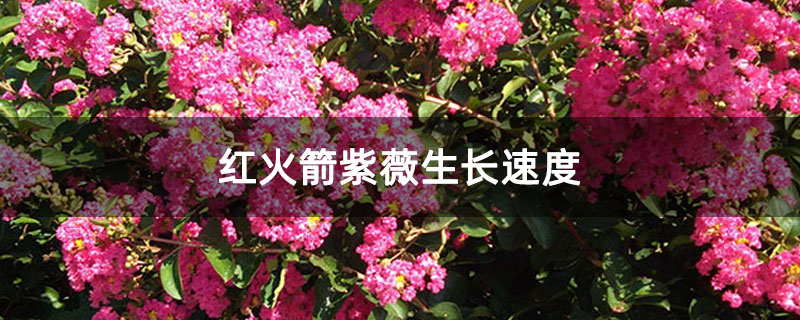 红火箭紫薇生长速度
