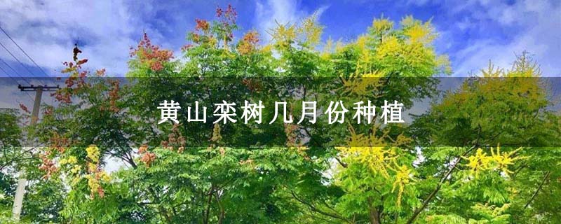 黄山栾树几月份种植